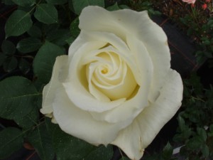 ICE CREAM (hybrid tea)